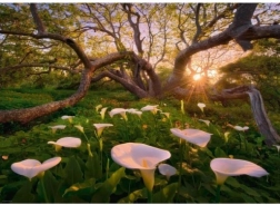 Puzzle 1000 dílků Magický Les Kalie