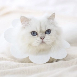 Měkký ochranný obojek pro zvířata - bílá, velikost L