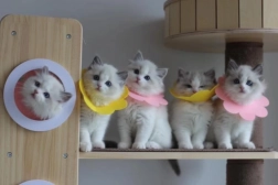 Měkký pooperační ochranný límec pro mazlíčky – růžový, velikost L