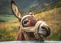 Puzzle osel v horách 500 dílků DINO