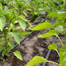 Kapkovací hadice 16 mm, rozteč 33 cm, 100 m