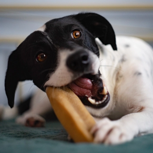 Přírodní tvrdý sýr pro dlouhé žvýkání