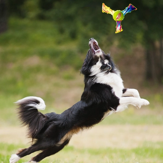 Zábavná venkovní hra a aport