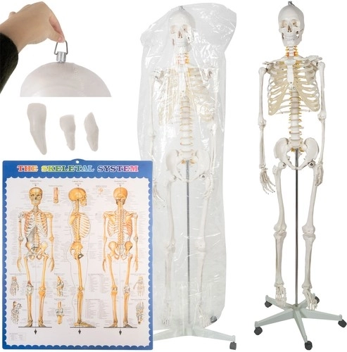 Anatomický model lidské kostry 180 cm