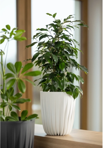 Ideální pro byt, balkon i terasu