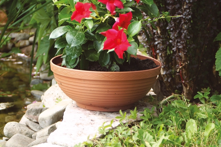 Odolná na zahradě po celý rok