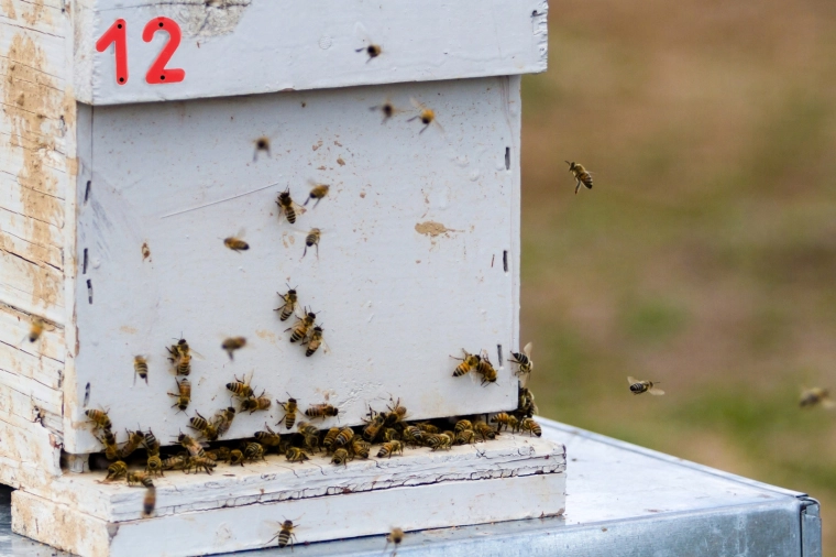 Jasná viditelnost ve včelnici