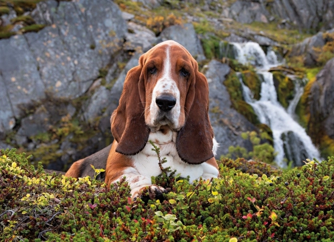 1000 dílků pro radost i trénink koncentrace