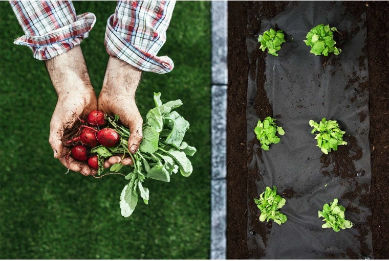 Čisté záhony a zdravé sazenice