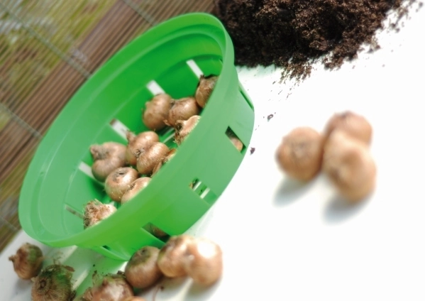 Ochrana před škůdci a pořádek v záhonu