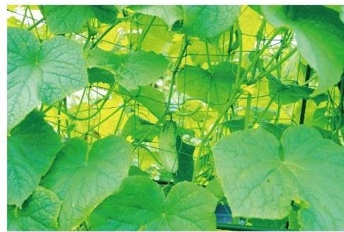 Pevná opora pro zdravý růst