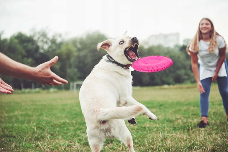 Stabilní let a snadné chytání