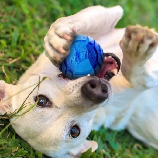 Vůně, která láká ke hře