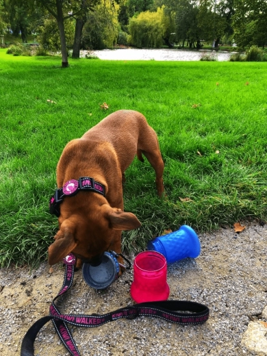 Cestovní miska během chvíle