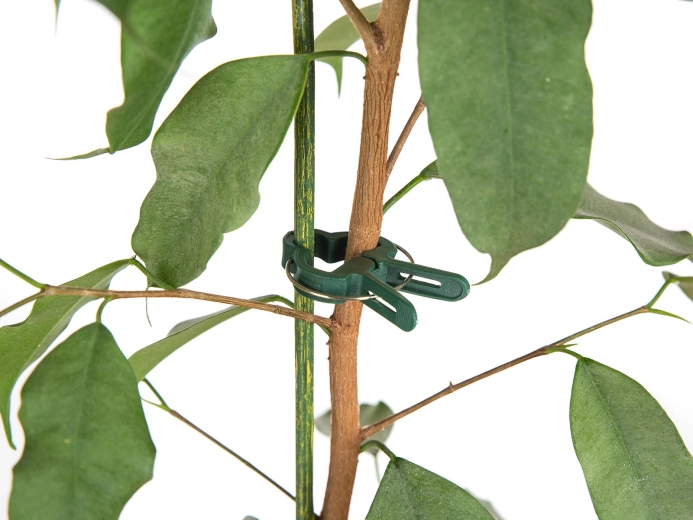 Rychlé a šetrné uchycení stonků