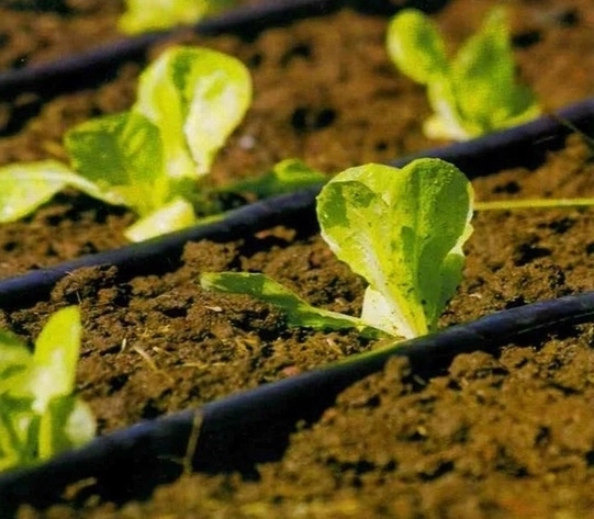 Cílené kapkové zavlažování pro zdravý růst