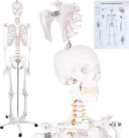Anatomická kostra člověka Glimz 170 cm