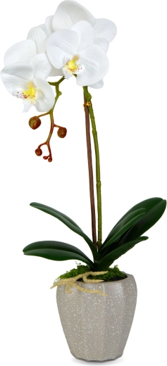 Věrohodný vzhled orchideje