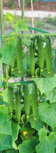 Ideální pro popínavé plodiny