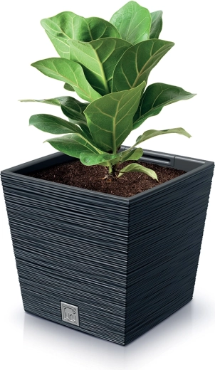 Praktický tvar pro stabilitu rostlin