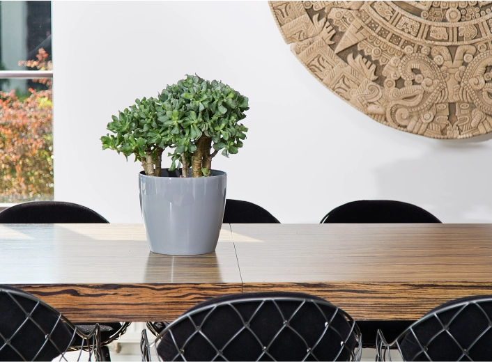 Ideální do interiéru