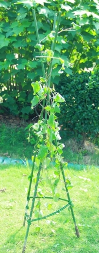 Stabilita a prostor pro růst