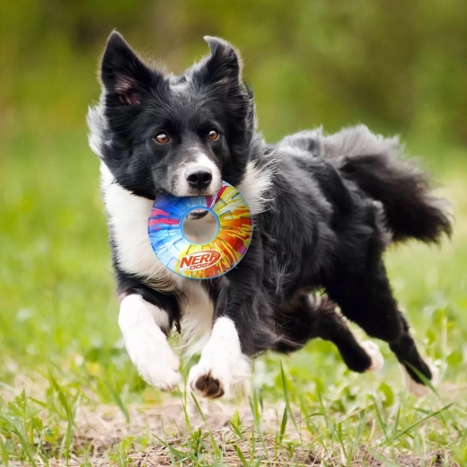 Pískadlo zvyšující motivaci ke hře