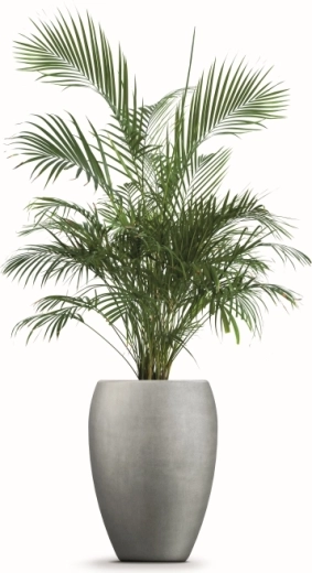 Prostor pro zdravý růst rostlin