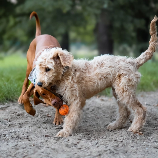 Provaz pro házení i přetahování