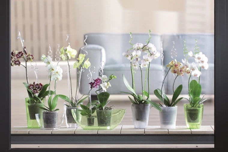 Vhodné pro interiérové pěstování