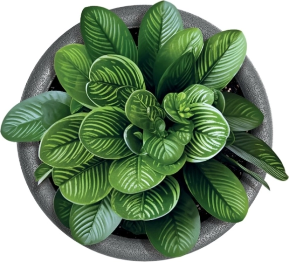 Ideální pro pokojové i venkovní rostliny