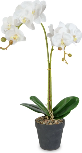Realistická elegance orchideje