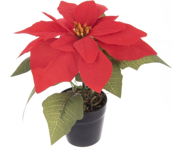 Umělá vánoční růže (poinsettie) v květináči, červená 19 cm