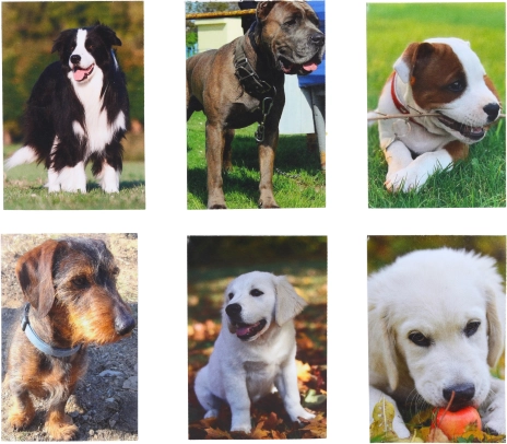 Malý notýsek Pes 40 listů