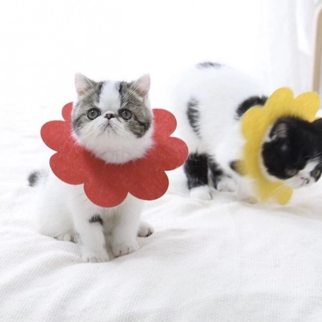 Měkký pooperační ochranný límec pro domácí mazlíčky, červený – velikost L