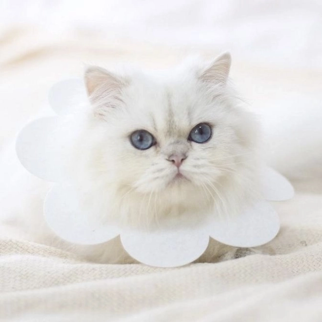 Měkký ochranný obojek pro zvířata - bílá, velikost L