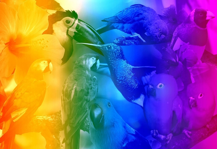 Dřevěné puzzle s figurkami – Birds Gradient M, 200 dílků