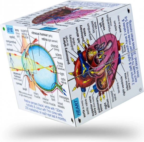 Zoobookoo kniha v kostce lidské tělo