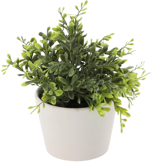 Umělý buxus v bílém květináči, 30 cm