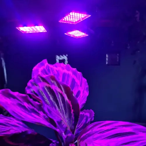Dvoukanálové LED spektrum pro růst a kvetení