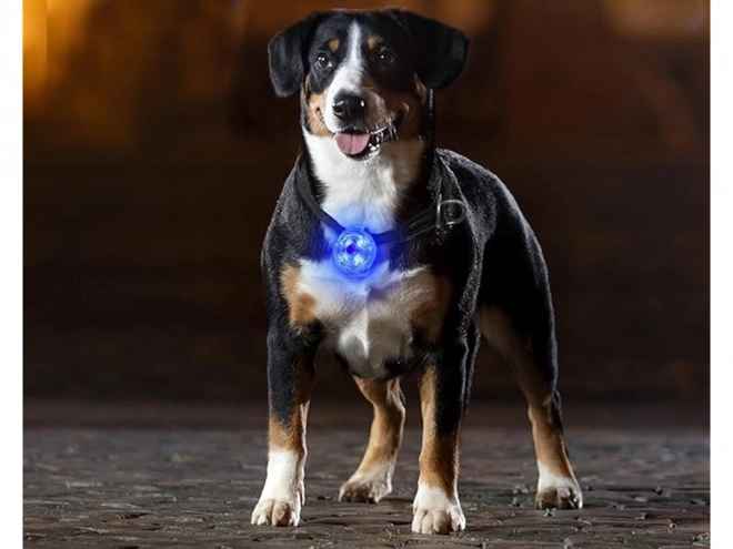 LED světlo pro obojek s USB nabíjením pro psy a kočky