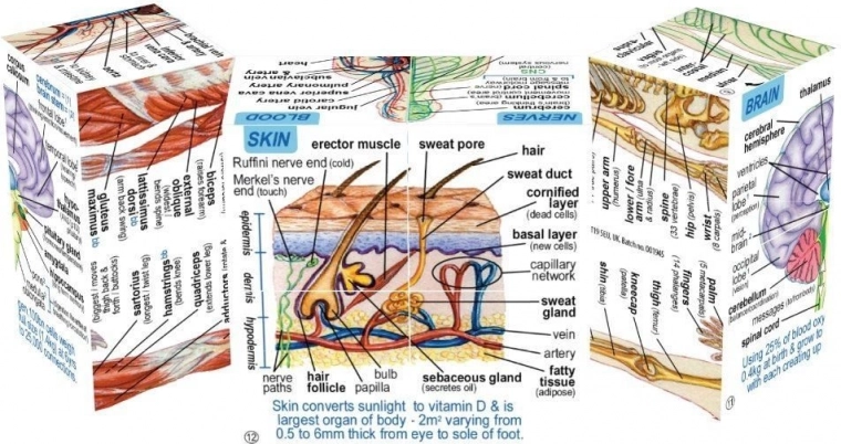 Odolná a bezpečná pro děti