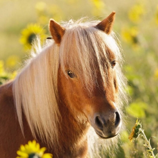 Krásné ilustrace, které motivují ke hře