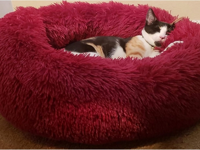 Chlupatý pelíšek pro kočky měkký polštářek na gauč 80 cm – bordó