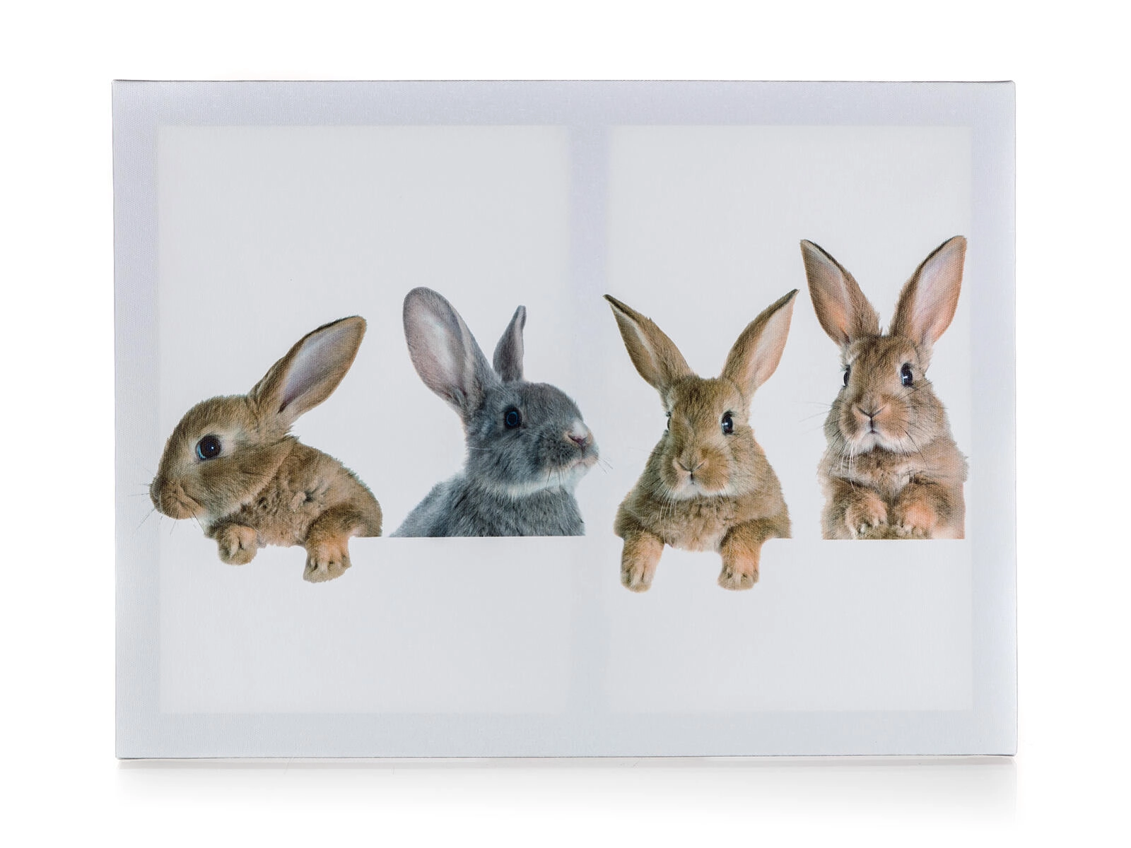 Levně HOME DECOR Obraz 4x RABBIT 40 x 30 x 2 cm