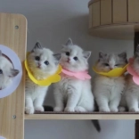 Měkký pooperační ochranný límec pro mazlíčky – růžový, velikost L